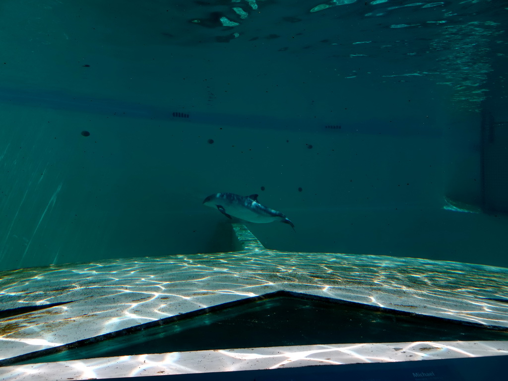 Harbour Porpoise at the Ecomare seal sanctuary at De Koog, viewed from the Sea Aquarium