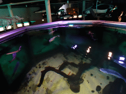 Fish in the main tank at the Sea Aquarium at the Ecomare seal sanctuary at De Koog