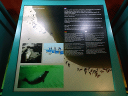 Information on Seals in the Wadden Sea at the Sea Aquarium at the Ecomare seal sanctuary at De Koog