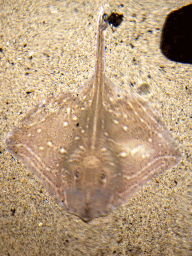 Stingray at the Sea Aquarium at the Ecomare seal sanctuary at De Koog