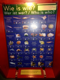 Explanation on the animal species at the Sea Aquarium at the Ecomare seal sanctuary at De Koog