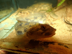 Fish at the Sea Aquarium at the Ecomare seal sanctuary at De Koog