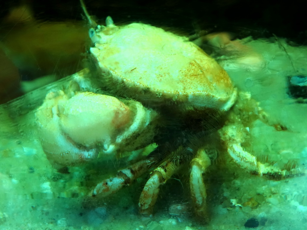 Circular Crab at the Sea Aquarium at the Ecomare seal sanctuary at De Koog