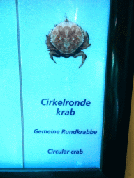Explanation on the Circular Crab at the Sea Aquarium at the Ecomare seal sanctuary at De Koog