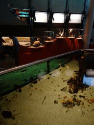 The Wadden Sea area at the Sea Aquarium at the Ecomare seal sanctuary at De Koog