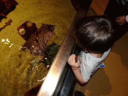 Max with a Stingray at the Sea Aquarium at the Ecomare seal sanctuary at De Koog