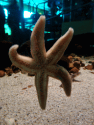 Starfish at the Sea Aquarium at the Ecomare seal sanctuary at De Koog