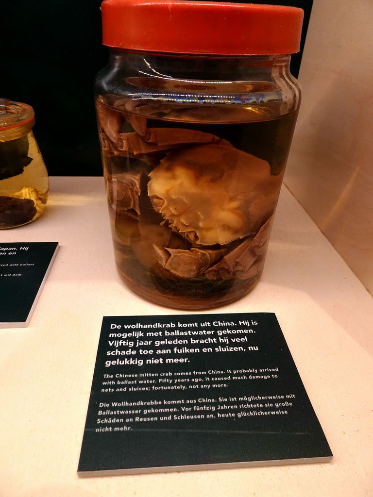 Stuffed Chinese Mitten Crab at the Clean-Up area at the Waddenstad room at the Ecomare seal sanctuary at De Koog, with explanation