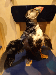 Stuffed Puffin covered with oil at the Eerste Hulp Bij Plastic area at the Waddenstad room at the Ecomare seal sanctuary at De Koog