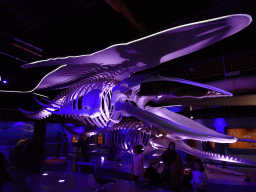 Whale skeletons at the Walviszaal room at the Ecomare seal sanctuary at De Koog