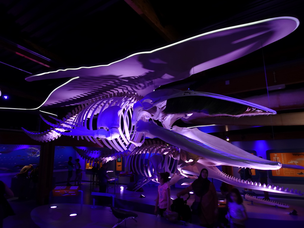 Whale skeletons at the Walviszaal room at the Ecomare seal sanctuary at De Koog
