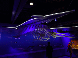 Whale skeleton at the Walviszaal room at the Ecomare seal sanctuary at De Koog