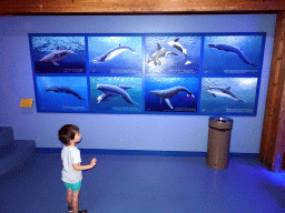 Max with photographs of Whales and Dolphins at the Walviszaal room at the Ecomare seal sanctuary at De Koog, with explanation