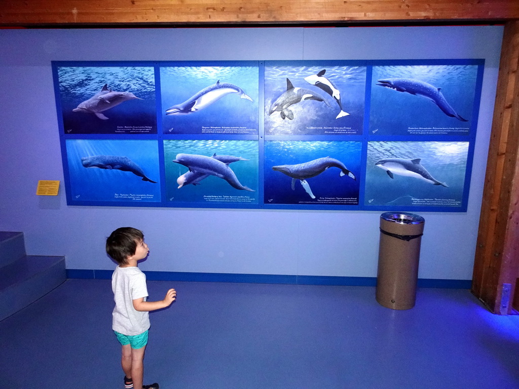 Max with photographs of Whales and Dolphins at the Walviszaal room at the Ecomare seal sanctuary at De Koog, with explanation