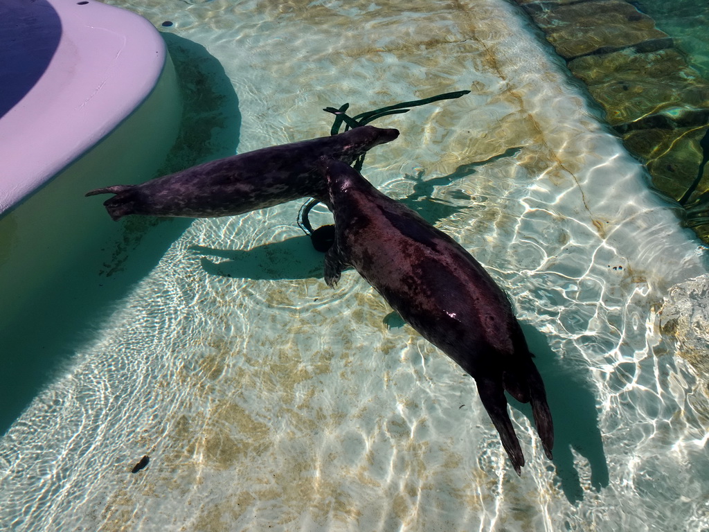 Grey Seals at the Ecomare seal sanctuary at De Koog