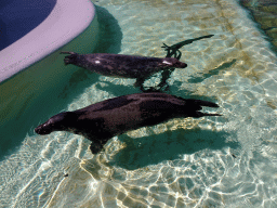 Grey Seals at the Ecomare seal sanctuary at De Koog