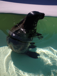 Grey Seal at the Ecomare seal sanctuary at De Koog