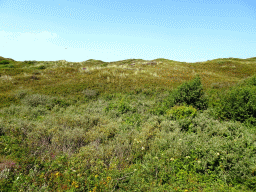 Dunes at the Dune Park at the Ecomare seal sanctuary at De Koog