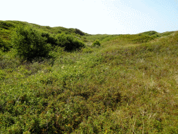 Dunes at the Dune Park at the Ecomare seal sanctuary at De Koog