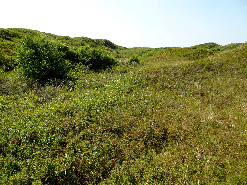 Dunes at the Dune Park at the Ecomare seal sanctuary at De Koog