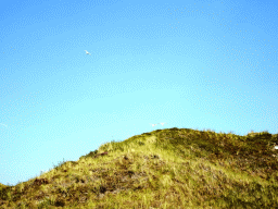 Seagulls flying above the dunes at the Dune Park at the Ecomare seal sanctuary at De Koog