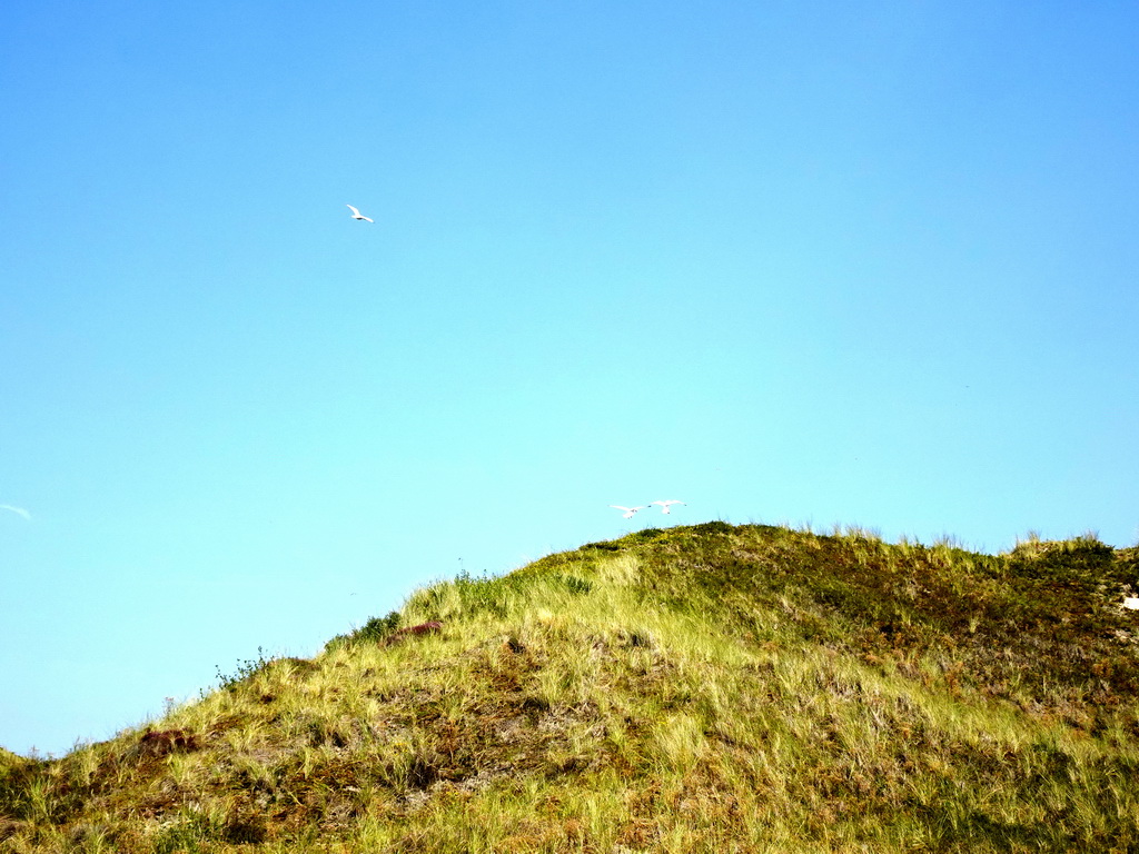 Seagulls flying above the dunes at the Dune Park at the Ecomare seal sanctuary at De Koog