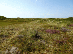 Dunes at the Dune Park at the Ecomare seal sanctuary at De Koog