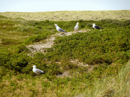 Seagulls at the dunes at the Dune Park at the Ecomare seal sanctuary at De Koog