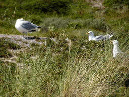 Seagulls at the dunes at the Dune Park at the Ecomare seal sanctuary at De Koog