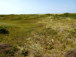 Dunes at the Dune Park at the Ecomare seal sanctuary at De Koog