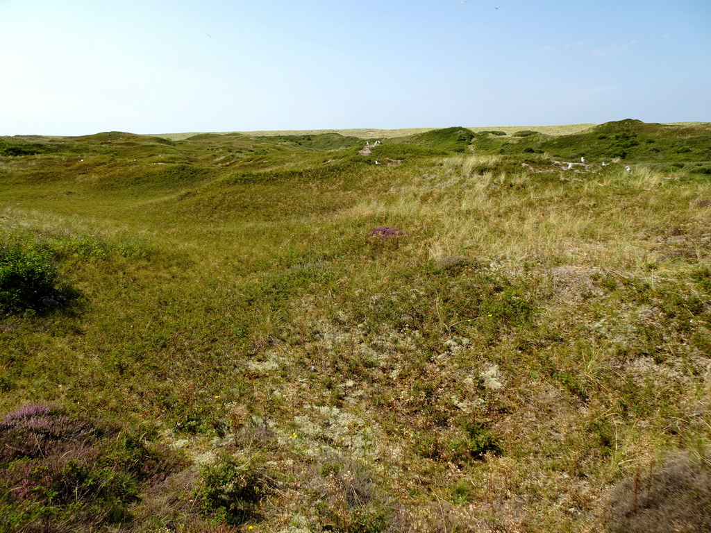 Dunes at the Dune Park at the Ecomare seal sanctuary at De Koog