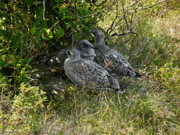 Birds at the dunes at the Dune Park at the Ecomare seal sanctuary at De Koog