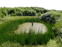 Pond at the dunes at the Dune Park at the Ecomare seal sanctuary at De Koog