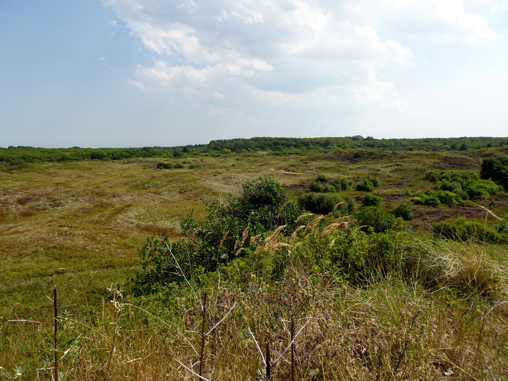 Dunes at the Dune Park at the Ecomare seal sanctuary at De Koog