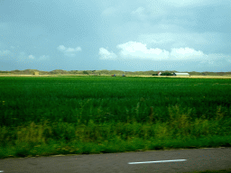 Grassland and dunes south of De Cocksdorp, viewed from the car on the Postweg road