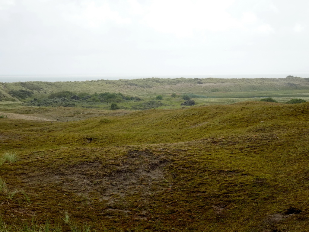 Dunes at the east side of the Lighthouse Texel at De Cocksdorp, viewed from the Vuurtorenweg road