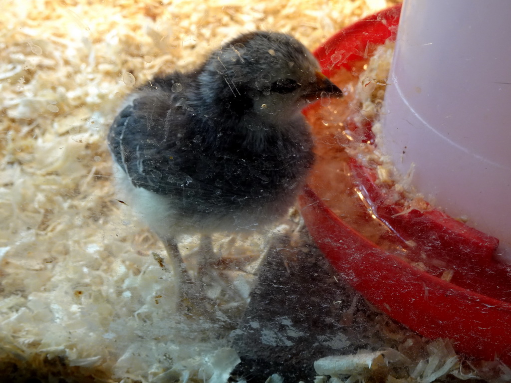 Chick at the Texel Sheep Farm at Den Burg