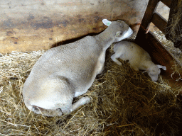 Sheep at the Texel Sheep Farm at Den Burg