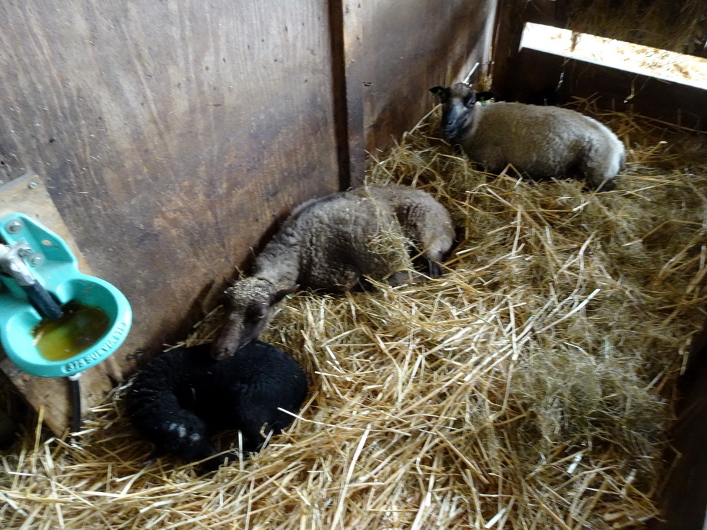 Sheep at the Texel Sheep Farm at Den Burg