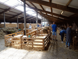 Interior of the Texel Sheep Farm at Den Burg