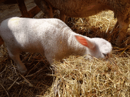 Lamb at the Texel Sheep Farm at Den Burg