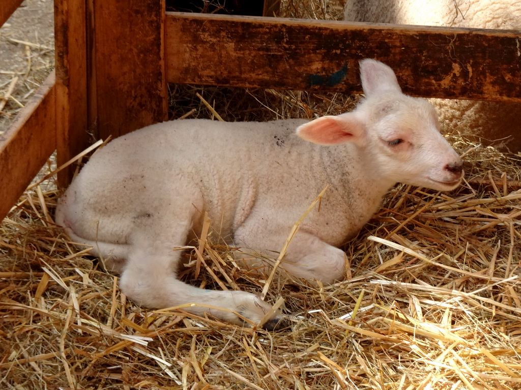 Lamb at the Texel Sheep Farm at Den Burg