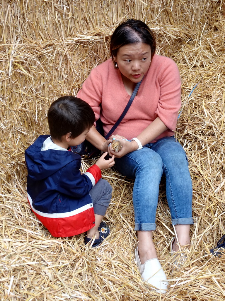 Miaomiao and Max with a chick at the Texel Sheep Farm at Den Burg