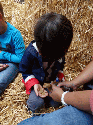 Max feeding a chick at the Texel Sheep Farm at Den Burg