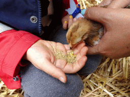 Max feeding a chick at the Texel Sheep Farm at Den Burg