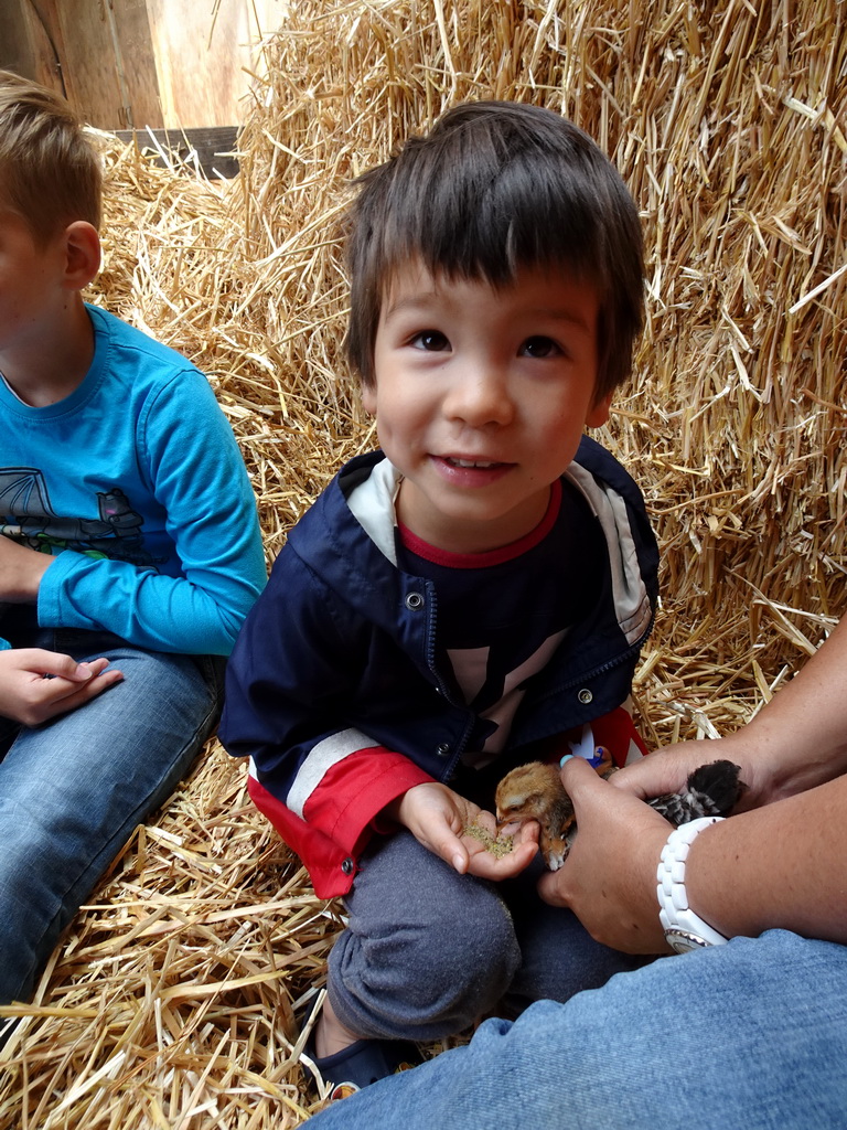 Max feeding a chick at the Texel Sheep Farm at Den Burg