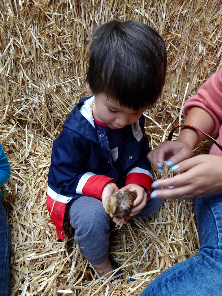 Max with a chick at the Texel Sheep Farm at Den Burg