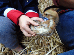 Max with a chick at the Texel Sheep Farm at Den Burg