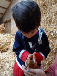 Max with a chick at the Texel Sheep Farm at Den Burg