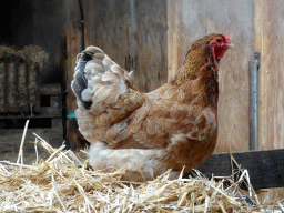 Chicken at the Texel Sheep Farm at Den Burg
